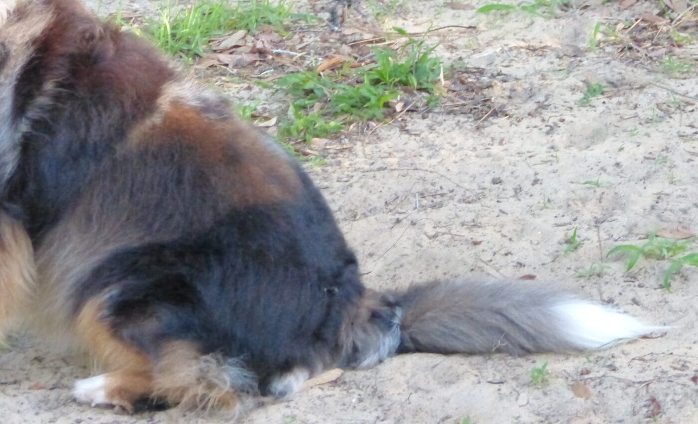 why do people cut australian shepherds tails